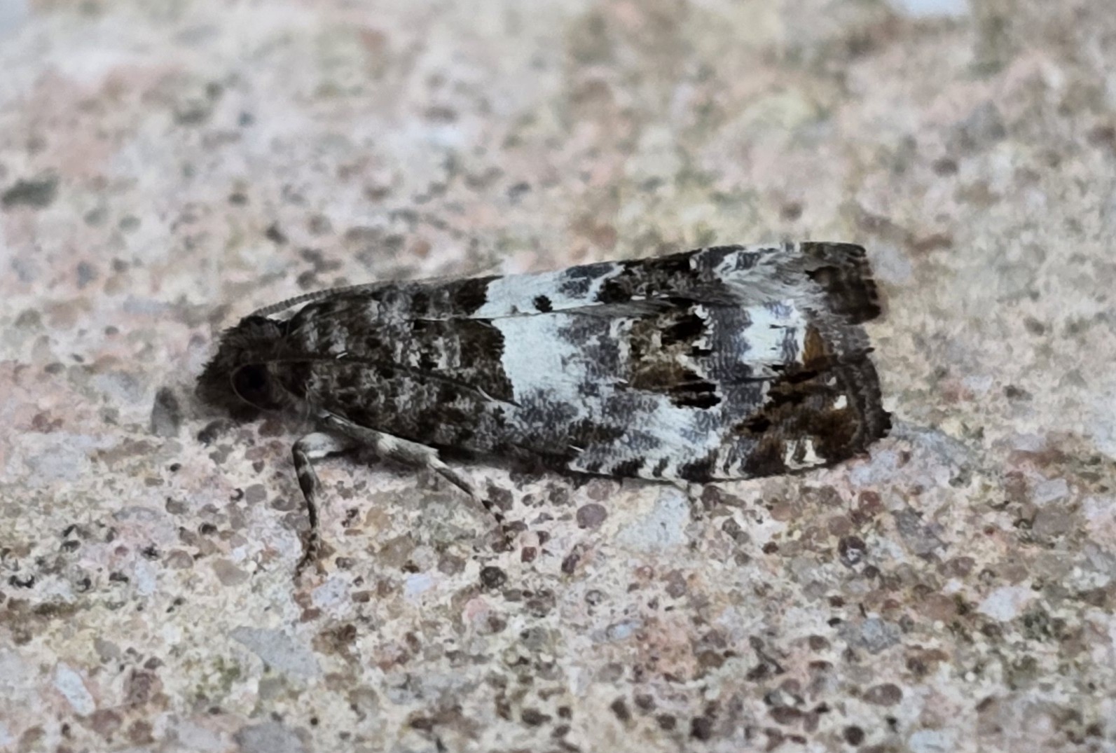 Photo of Triple-blotched Bell (Notocelia trimaculana)